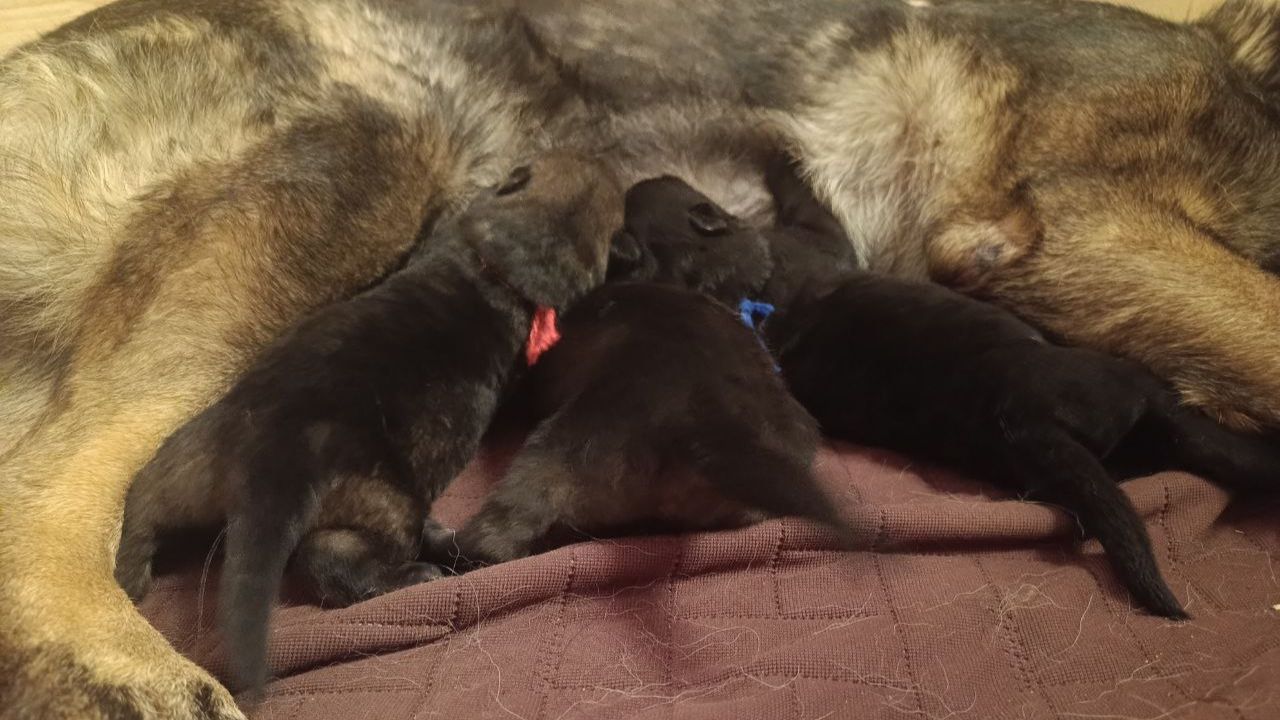 Фрай Винд Ю-помет, щенки немецкой овчарки, возраст 3 дня