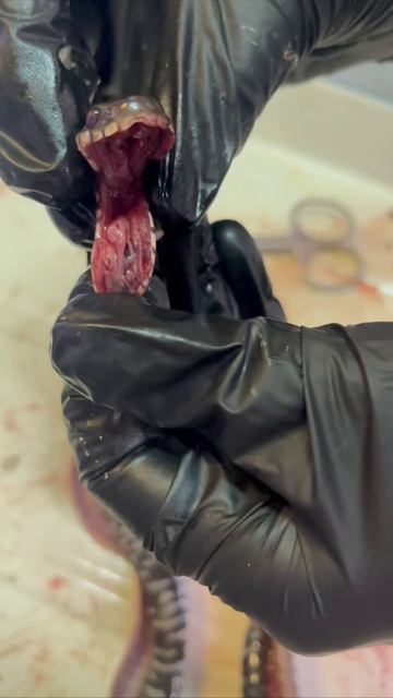 Гортань ужа