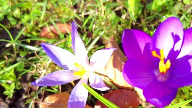 Южный ветер. Сергей Чекалин. South Wind. Sergey Chekalin.