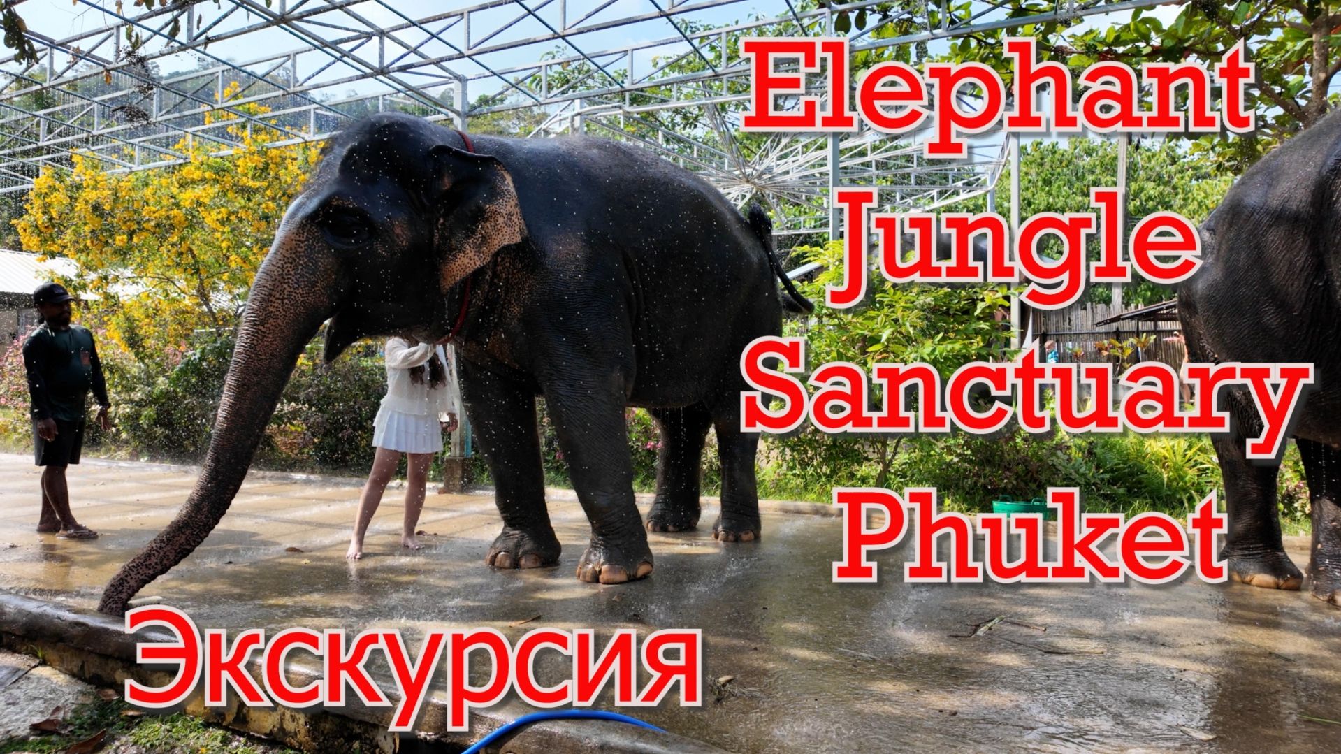 Заповедник слонов Elephant Jungle Sanctuary Phuket