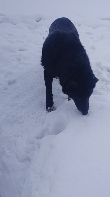 Пришла за хлебом 20260217