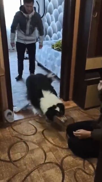 Верные, преданные, безгранично и бескорыстно любящие!🐶 Любим безумно!💔