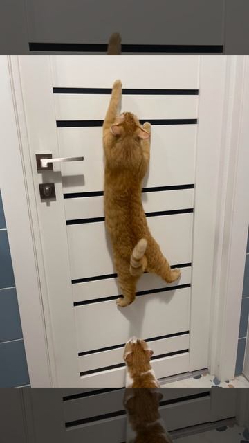 Ползем по двери
