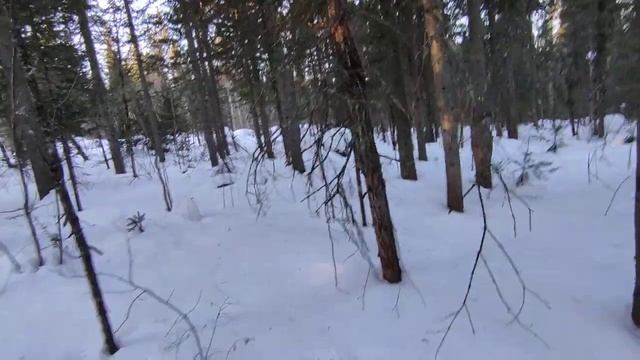2026.02.17. Крючково. Дэля скулит, но ползёт где-то сзади по глубокому снегу, 95 см, T-5°.
