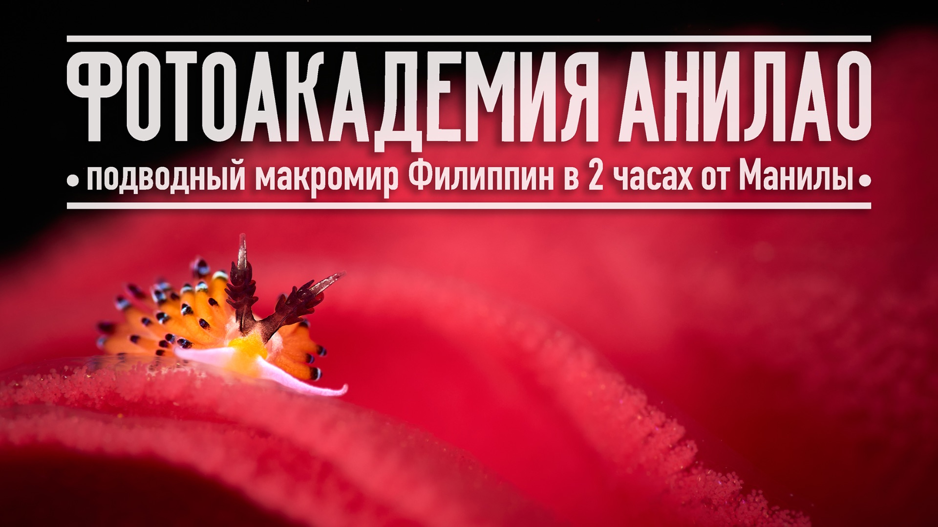 Фотоакадемия Анилао