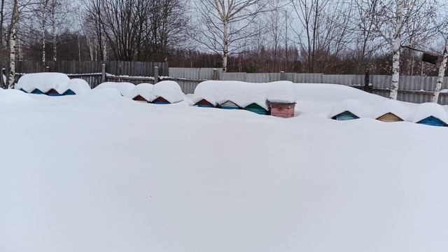 19.02.26. Коротко о Пасеке в Сугробах!!!