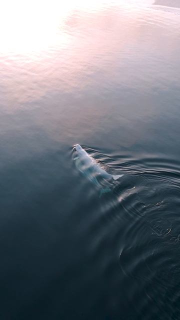 Белухи во Владивостоке