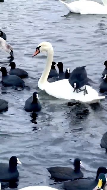 Морское такси или эвакуатор?