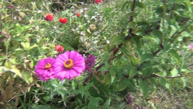 Хоботок БРАЖНИКА, в покое похож на свернутый пожарный рукав, самый длинный в мире насекомых