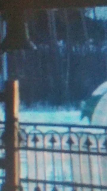 Александр Максимов.Трезвон на окончание воскресного богослужения