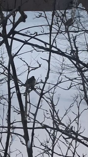 Синичка Ждет Весны