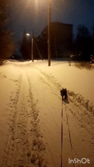 Прогулка вечером по сугробам с Оскарам