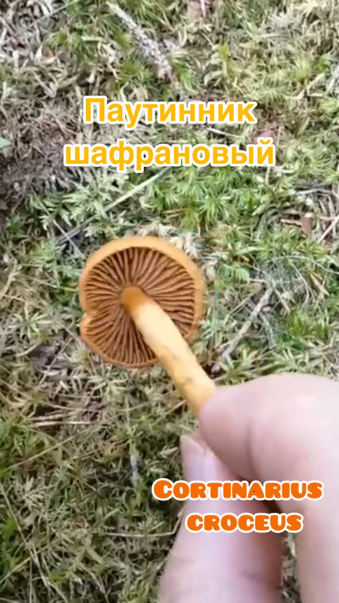 Паутинник шафрановый Cortinarius Croceus
