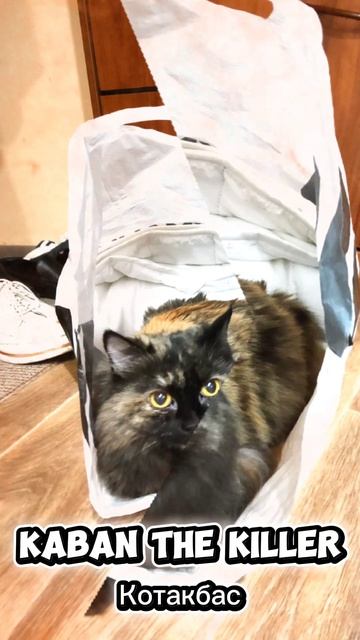 котакбас 👹