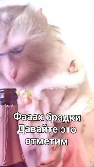 D062ff81120be4d8db1005ea544c549b