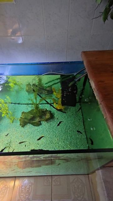 Ихтиомассаж в санатории