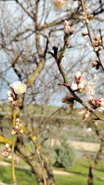 Весне дорогу