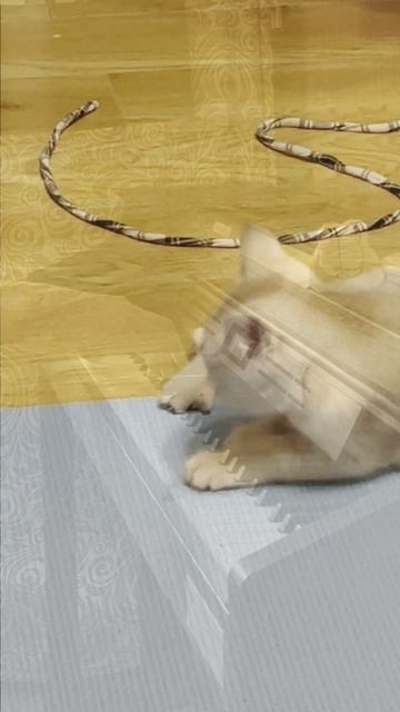 Батон и Булка _5  #кот #кошки #cat #cats #Психея #Оскар