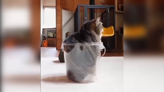 Flëur — Тёплые коты