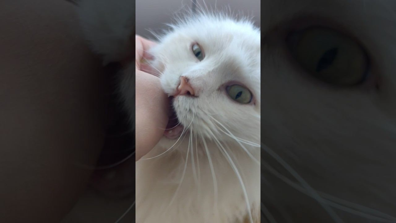 сибирская кошка делает Кусьнастоящая сибирячка Беляшик❤️живёт в Сибири эта милотавсем любви ❤️