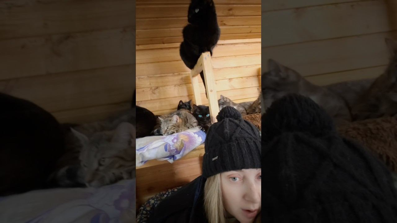 Если Ютуб закроют Т.Манул о переносе каналаприходите на Дзен, Рутуб, ВКТ.Манул - коты природа..