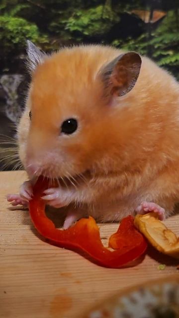 Жующий хомяк