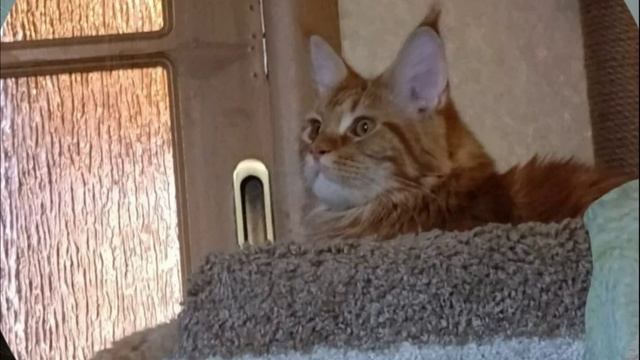 Нян кет клип с кошариками