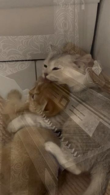 Батон и Булка _6