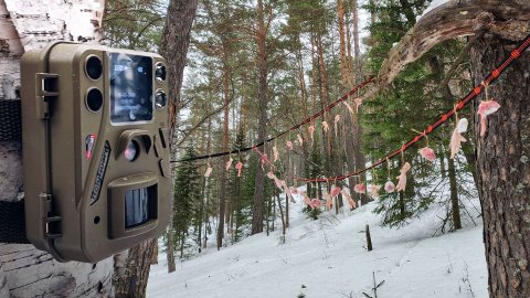 Зимняя олимпиада для лесных обитателей