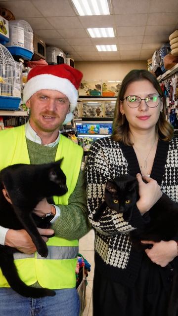 Николай Бойков смотрит смешных котиков ЧАСТЬ 12