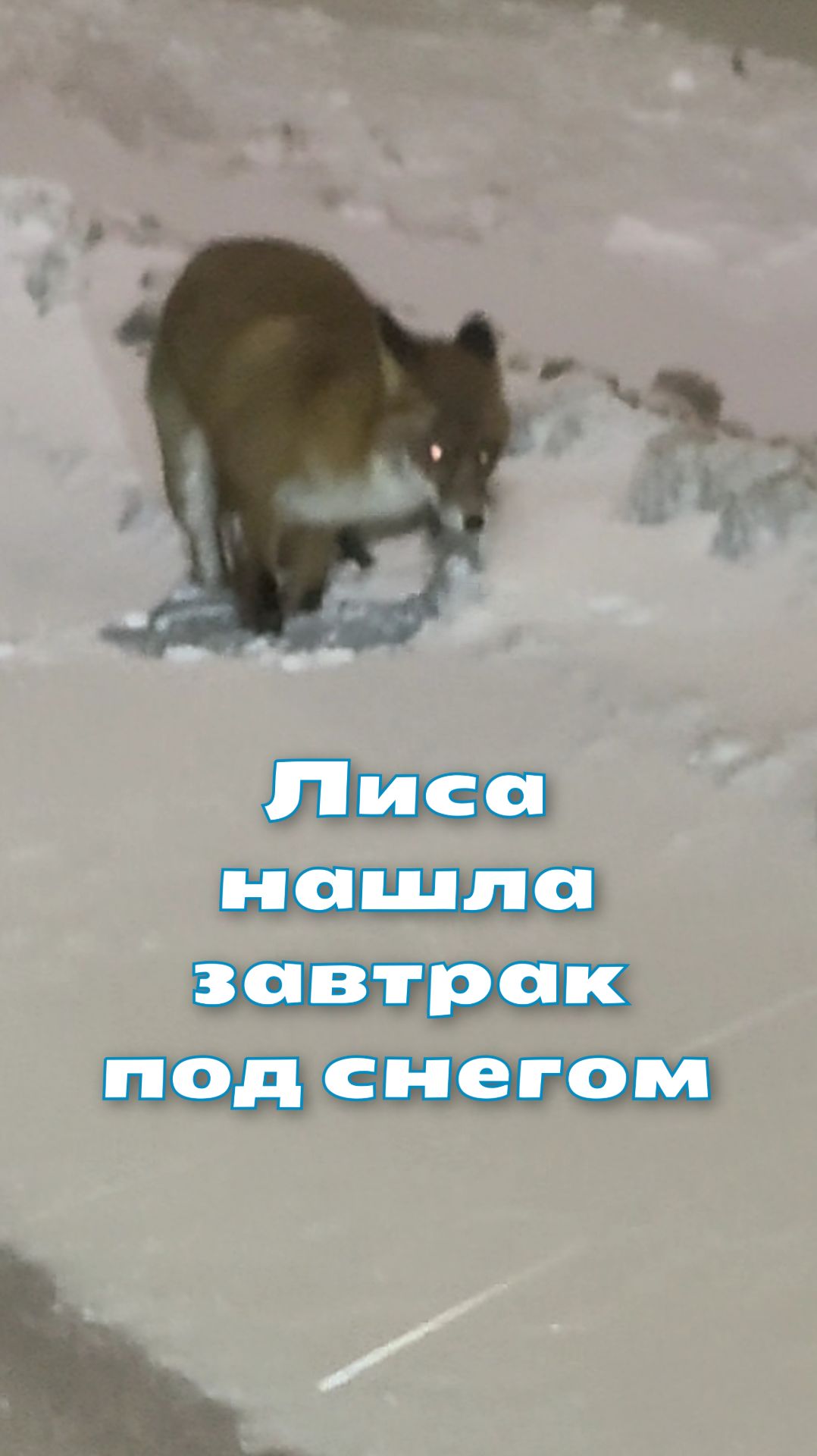 Лиса нашла завтрак под снегом