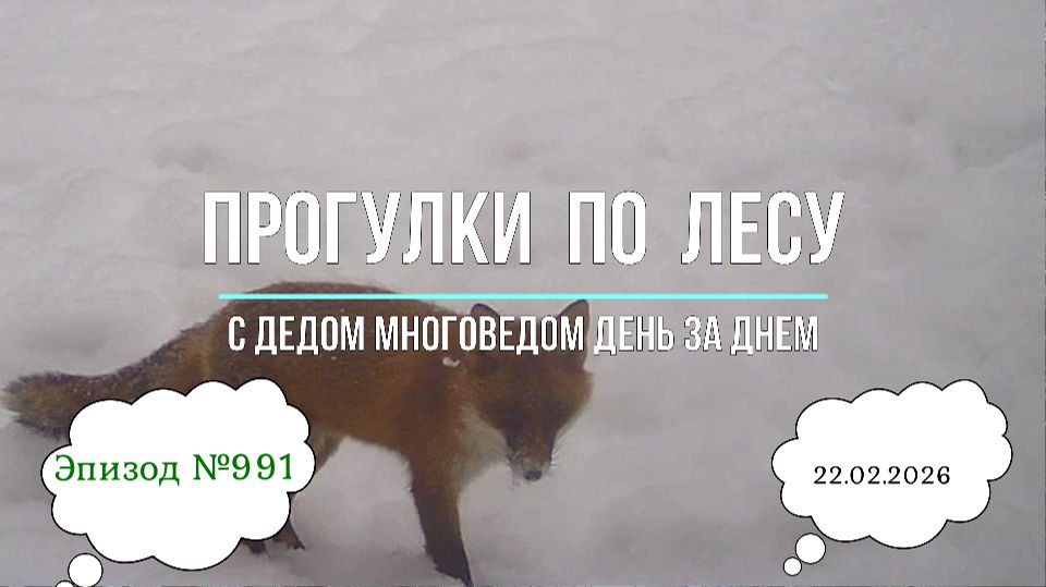 Прогулки по лесу. День за днем с дедом Многоведом. 22 февраля 2026г. Эпизод 991.