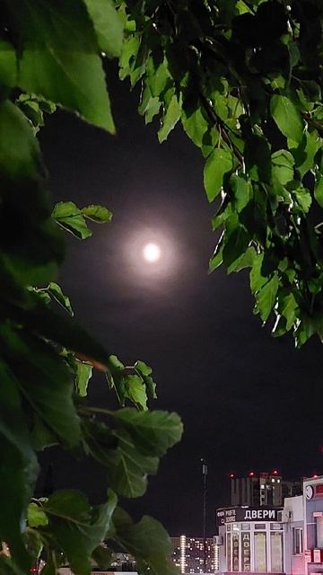 Летняя ночь