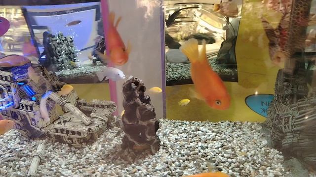 Цихлиды Аэропарка