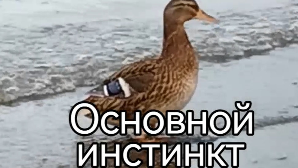 Основной инстинкт