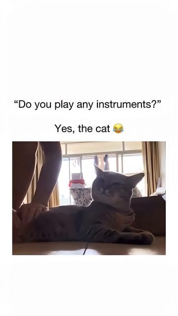 The Purr-cussion Section. 💀🐱