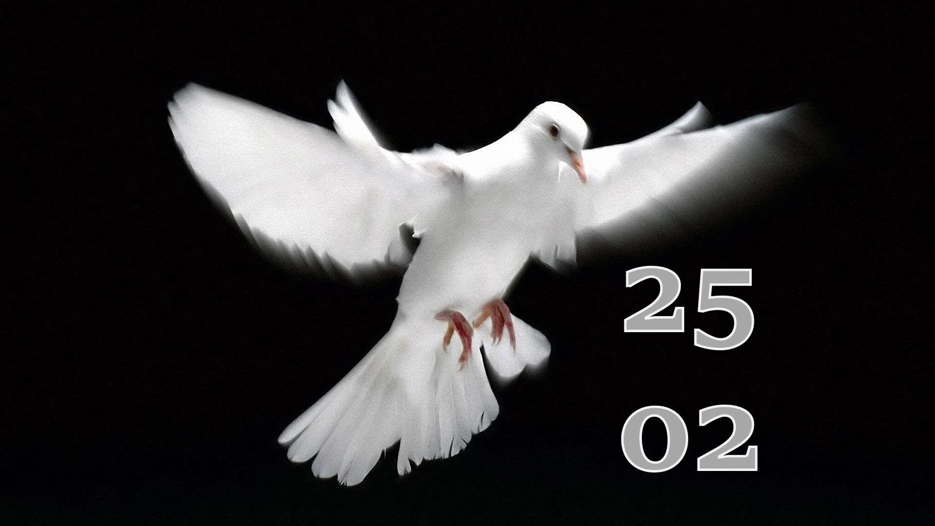 25.02.2026 - Прямая трансляция ст.Елизаветинская