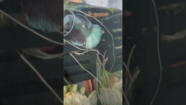 рыбка петушок голубой