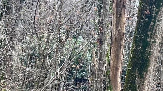 Что посмотреть в Сочи. Культовый камень. След медведя