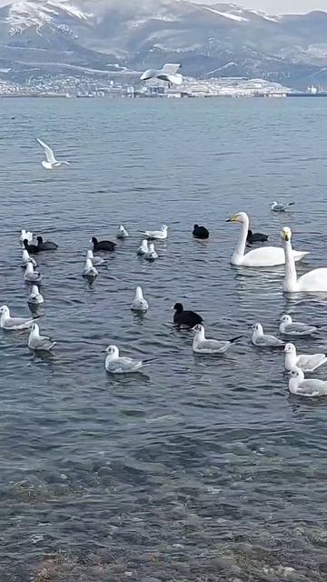 Зима, море, лебеди, чайки и утки.