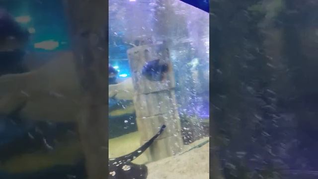 Океанариум в Ейске