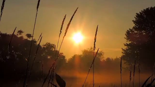 نشيد بصوت الشهيد محمد زكي حمد | تقبله الله