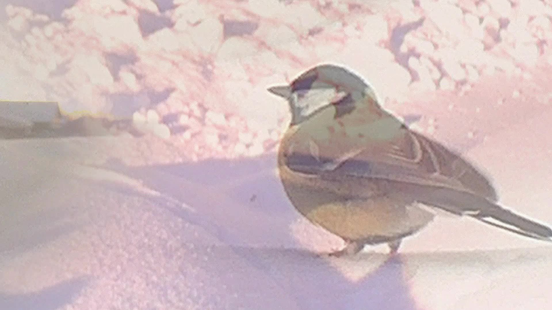 Ледяная красота