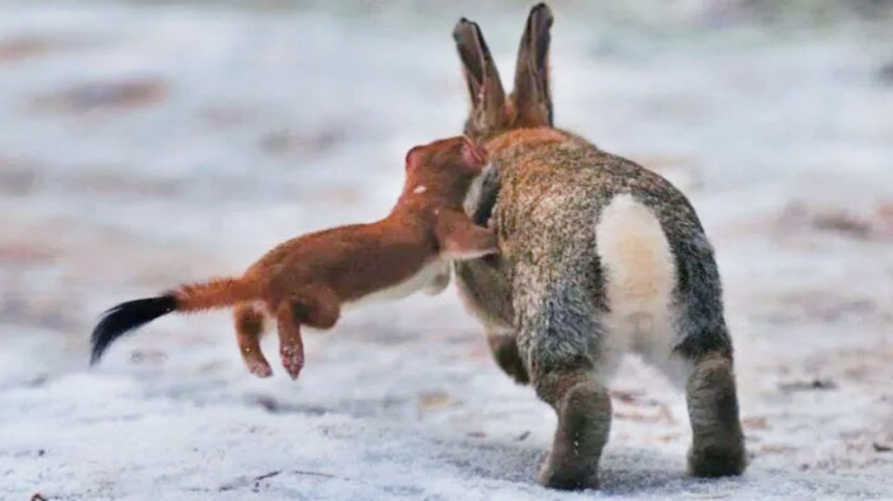 Этот Комок ЯРОСТИ атакует даже ЗАЙЦЕВ! Горностай - маленький, но СВИРЕПЫЙ!