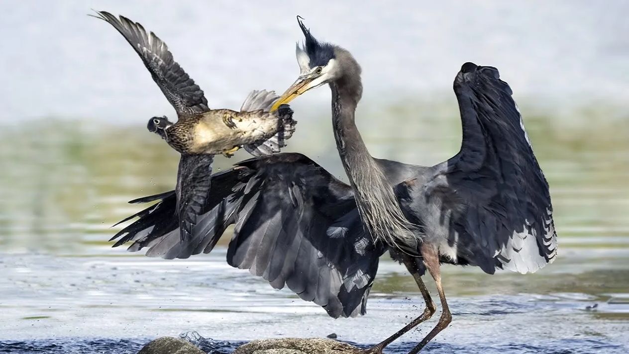 Эта ПТИЦА глотает ВСЁ, что движется! Почему не стоит приближаться к ЦАПЛЕ?