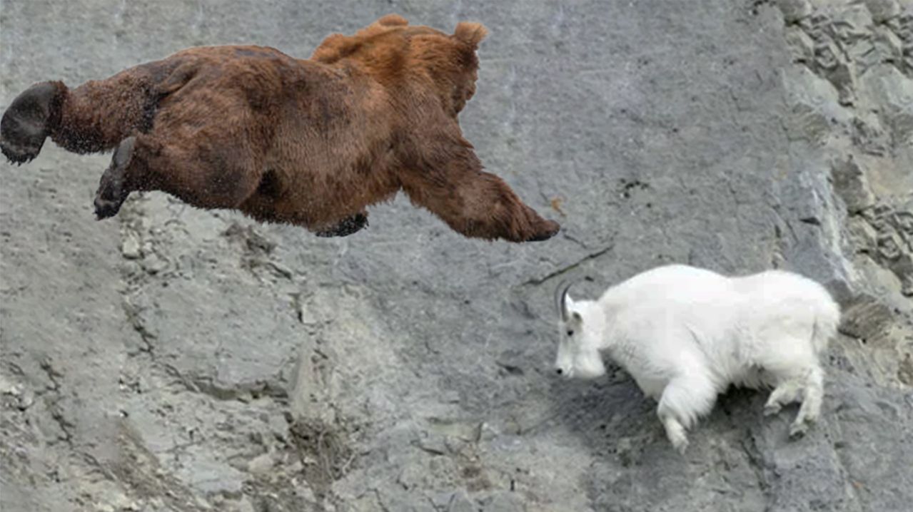 На что способен МЕДВЕДЬ в ГОРАХ? Самые отчаянные нападения БУРОГО ХИЩНИКА!