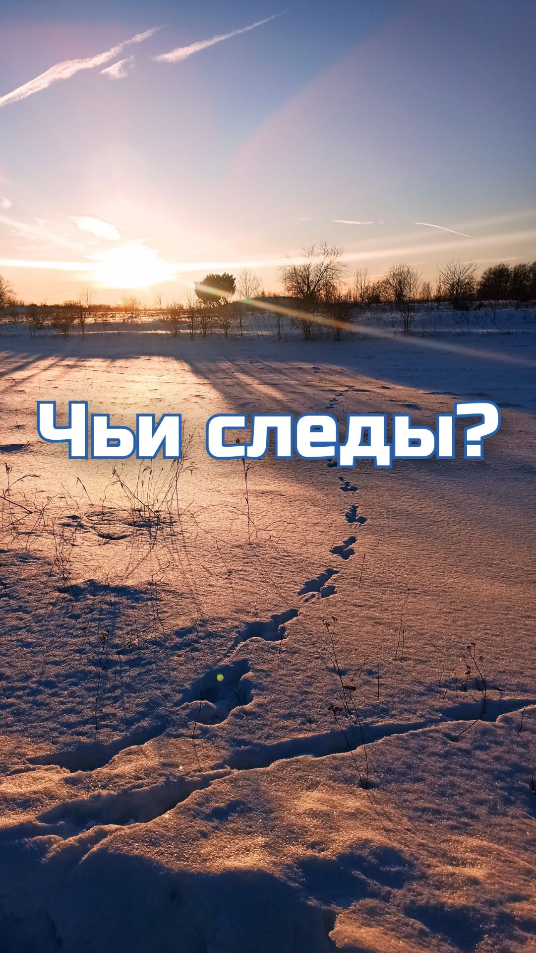 Чьи следы?