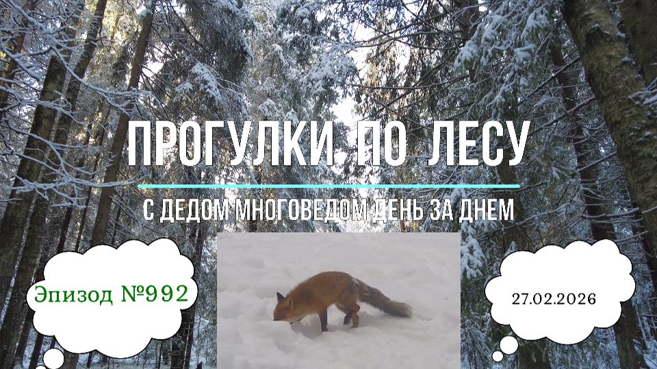 Прогулки по лесу. День за днем с дедом Многоведом. 27 февраля 2026.г Эпизод 992.