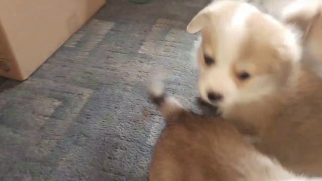 Фрай Винд Э-помет, щенки вельш корги пемброк, возраст 45 дней