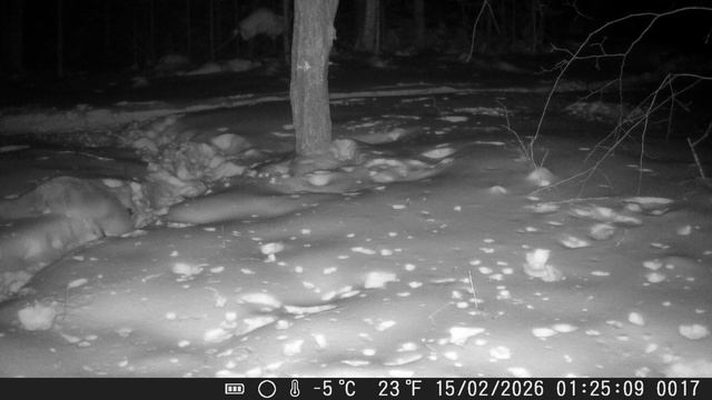 лисичка, сестричка.